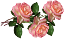 roses-4096684_960_720 (223x136, 63Kb)